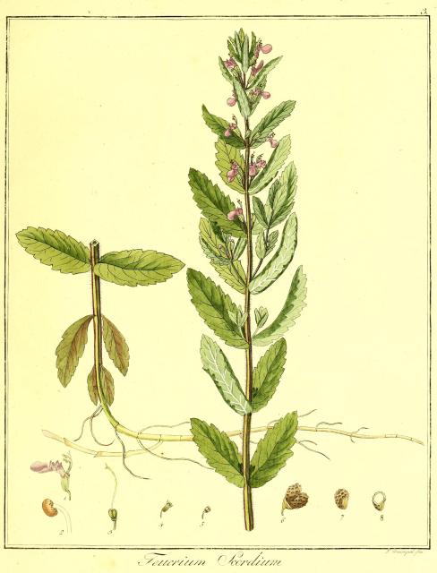 Vol. 08. Bild 03. Teucrium scordium.