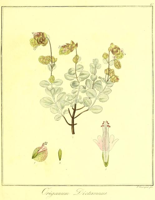 Vol. 08. Bild 06. Origanum dictamnus.