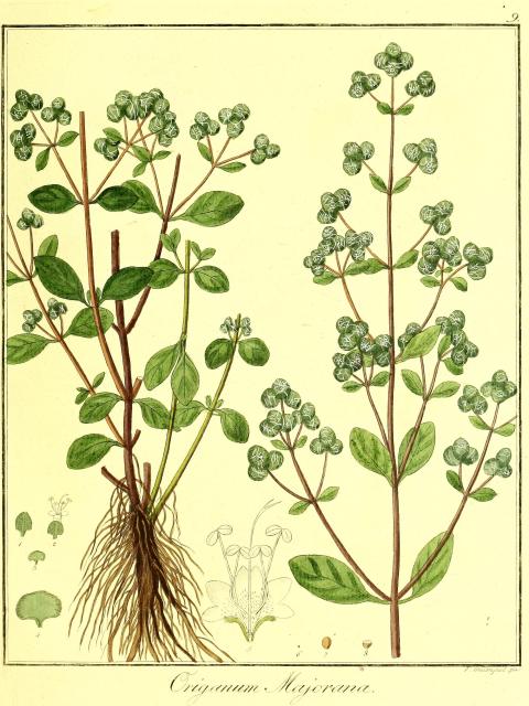 Vol. 08. Bild 09. Origanum majoranum.