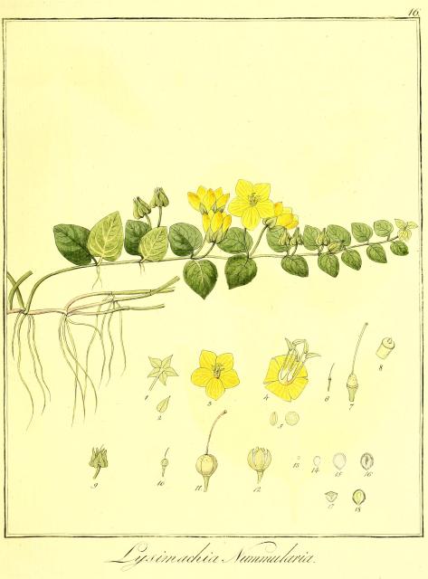 Vol. 08. Bild 16. Lysimachia nummularia.