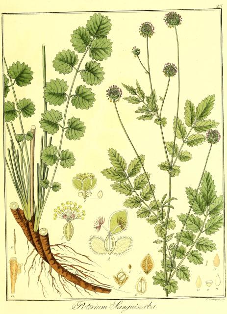 Vol. 08. Bild 23. Poterium sanguisorba.