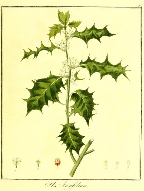 Vol. 08. Bild 25. Ilex aquifolium.