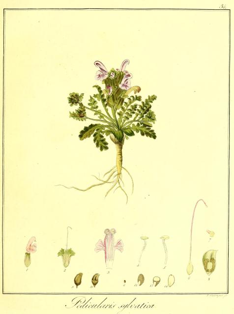 Vol. 08. Bild 34. Pedicularis sylvatica.