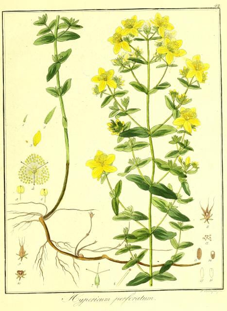 Vol. 08. Bild 42. Hypericum perforatum.