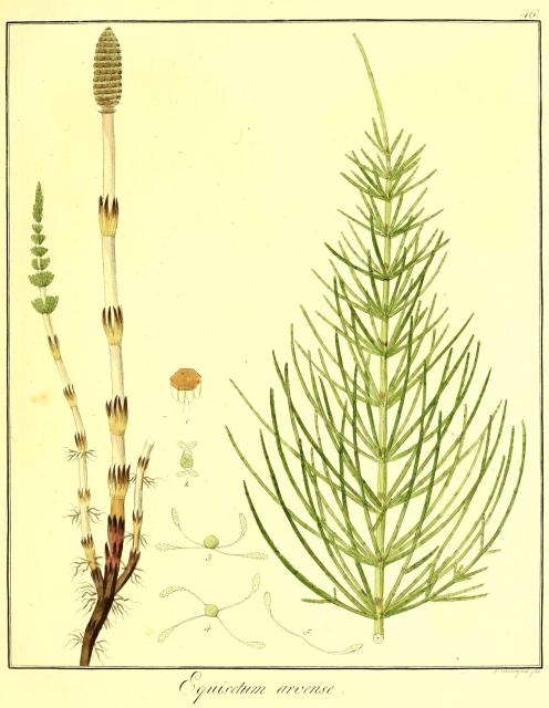 Vol. 08. Bild 46. Equisetum arvense.