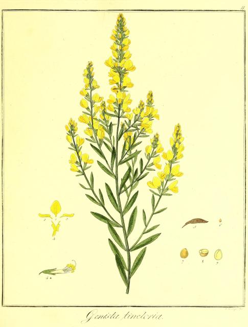 Vol. 09. Bild 11. Genista tinctoria.