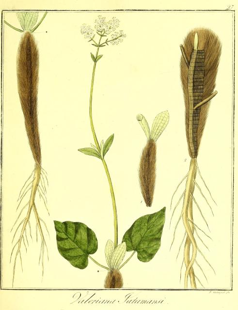 Vol. 09. Bild 27. Valeriana jatamansi.