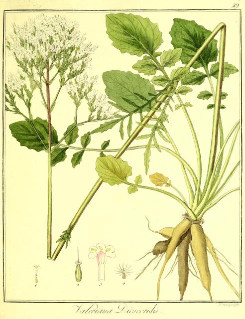 Vol. 09. Bild 29. Valeriana dioscoridis.