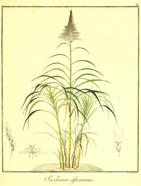 Vol. 09. Bild 30. Saccharum officinarum.