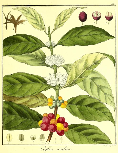 Vol. 09. Bild 32. Coffea arabica.