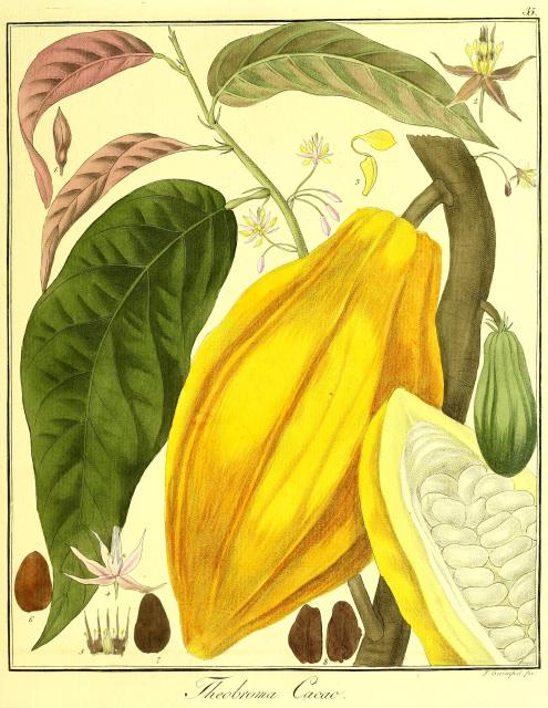 Vol. 09. Bild 35. Theobroma cacao.