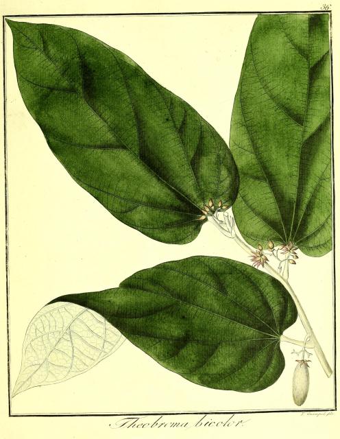 Vol. 09. Bild 36. Theobroma bicolor.