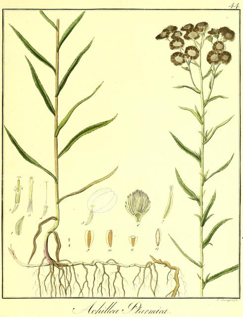 Vol. 09. Bild 44. Achillea ptarmica.