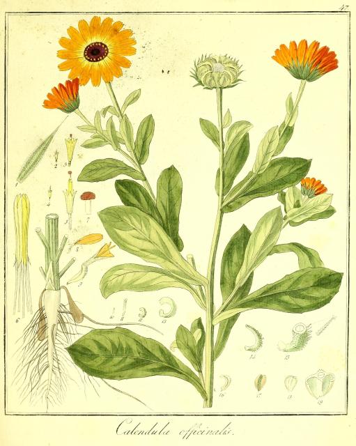 Vol. 09. Bild 47. Calendula officinalis.