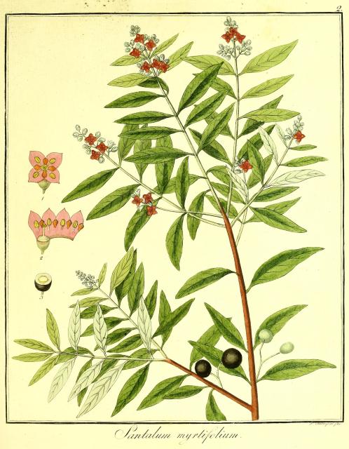 Vol. 10. Bild 02. Santalum myrtifolium.