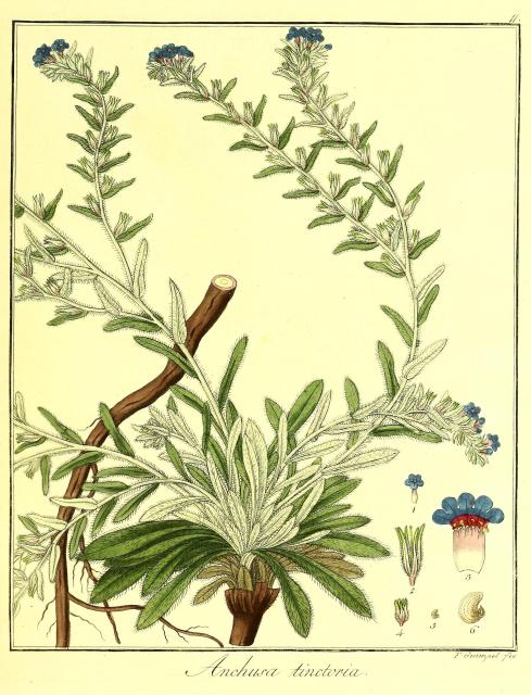 Vol. 10. Bild 11. Anchusa tinctoria.