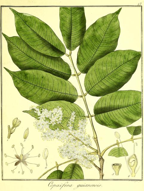 Vol. 10. Bild 13. Copaifera guianensis.