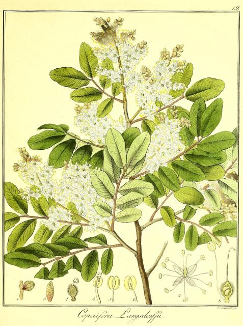 Vol. 10. Bild 19. Copaifera langsdorffii.