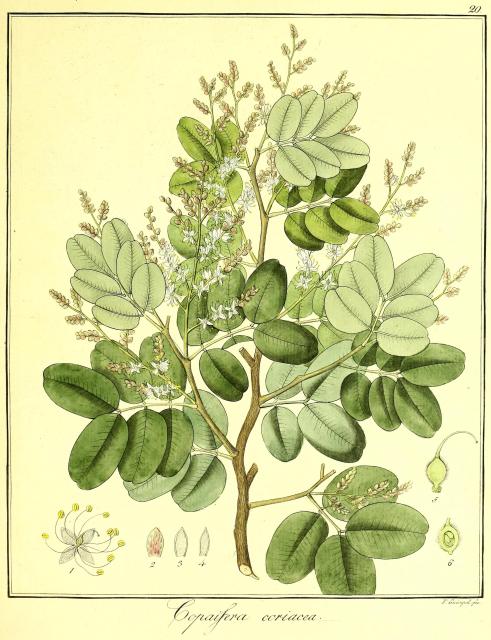 Vol. 10. Bild 20. Copaifera coriacea.