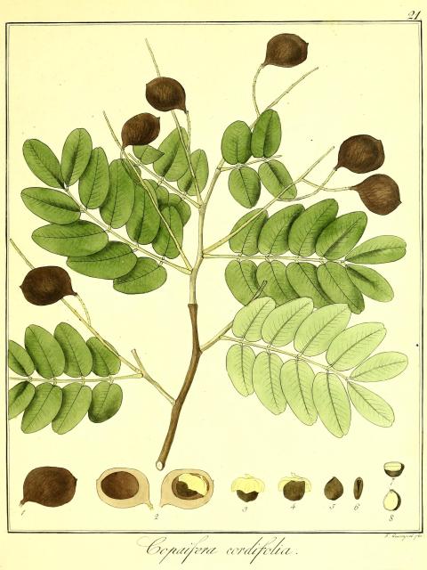 Vol. 10. Bild 21. Copaifera cordifolia.