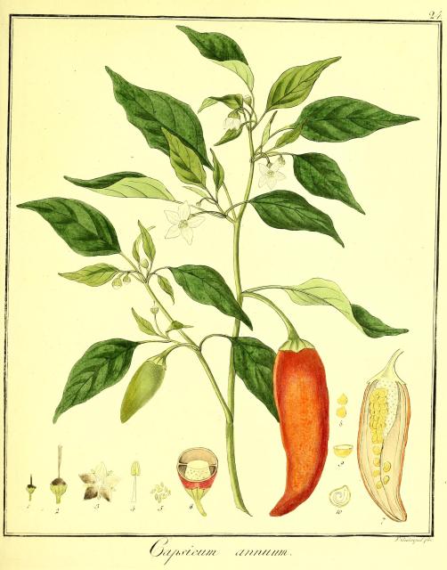 Vol. 10. Bild 24. Capsicum annuum.