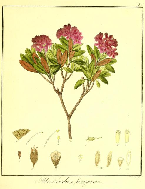 Vol. 10. Bild 25. Rhododendron ferrugineum.