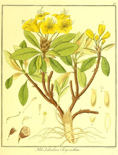 Vol. 10. Bild 27. Rhododendron chrysanthum.