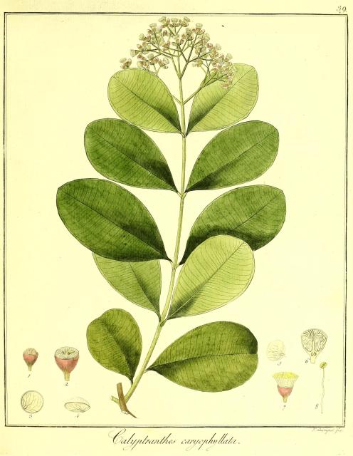 Vol. 10. Bild 39. Calyptranthes caryophyllata.