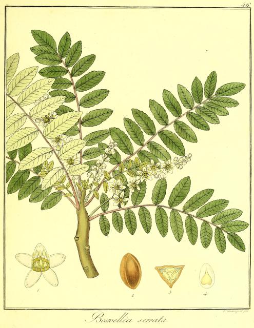 Vol. 10. Bild 46. Boswellia serrata.