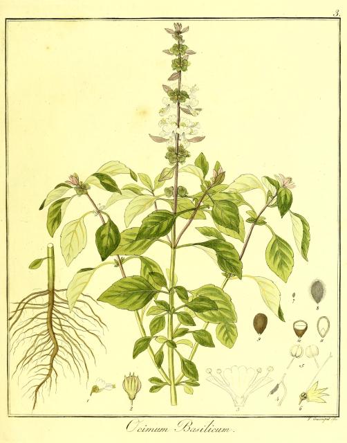 Vol. 11. Bild 03. Ocimum basilicum.