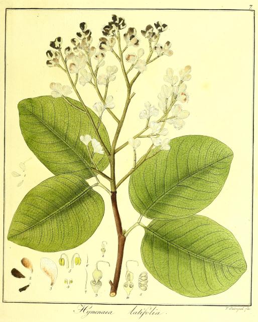 Vol. 11. Bild 07. Hymenaea latifolia.