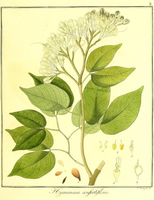 Vol. 11. Bild 08. Hymenaea confertiflora.