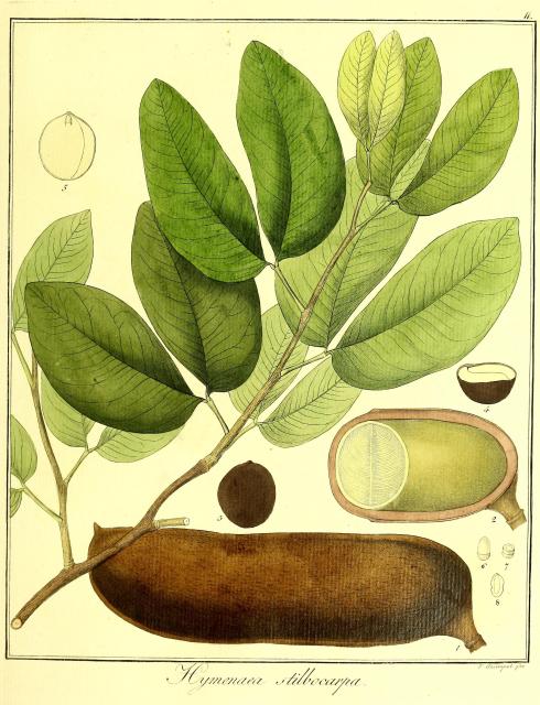 Vol. 11. Bild 11. Hymenaea stilbocarpa.