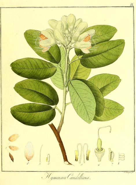 Vol. 11. Bild 12. Hymenaea candolliana.