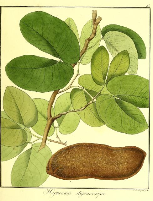 Vol. 11. Bild 13. Hymenaea stigonocarpa.