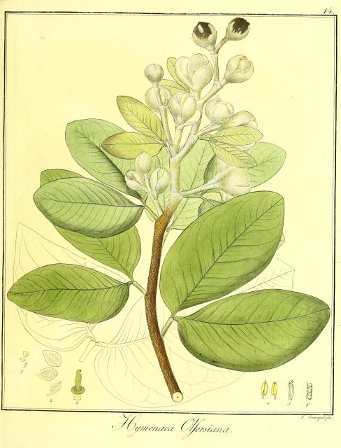 Vol. 11. Bild 14. Hymenaea olfersiana.