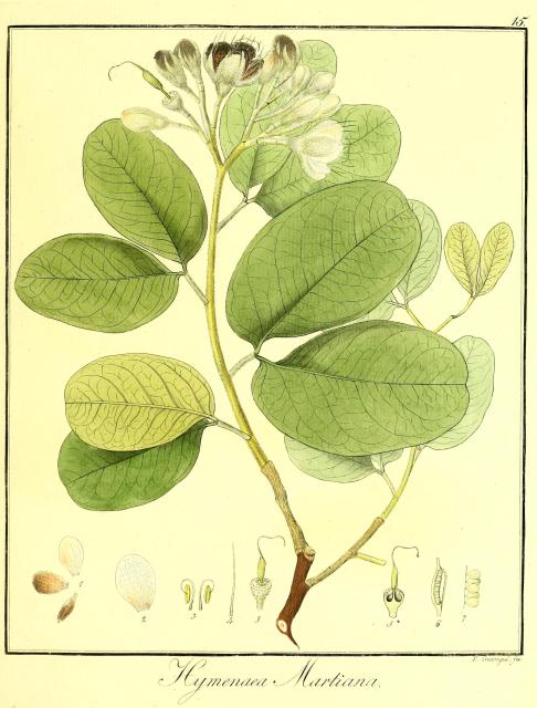 Vol. 11. Bild 15. Hymenaea martiana.