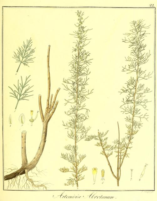 Vol. 11. Bild 22. Artemisia abrotanum.