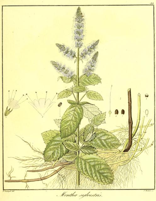 Vol. 11. Bild 34. Mentha sylvestris.