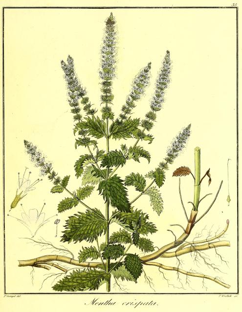 Vol. 11. Bild 35. Mentha crispata.