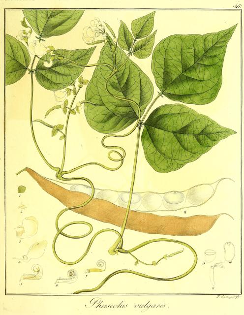 Vol. 11. Bild 46. Phaseolus vulgaris.