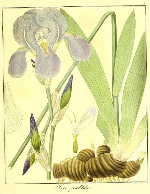 Vol. 12. Bild 03. Iris pallida.