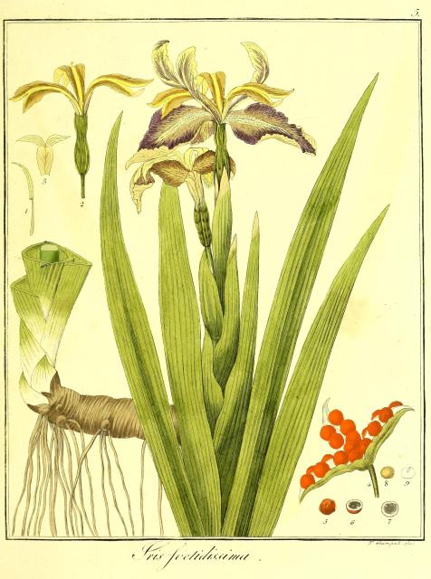 Vol. 12. Bild 05. Iris foetidissima.