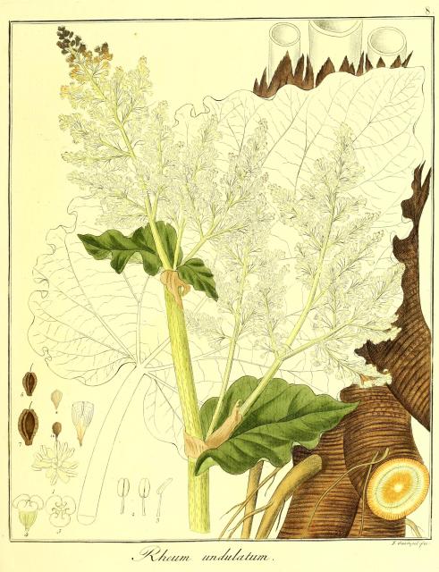 Vol. 12. Bild 08. Rheum undulatum.