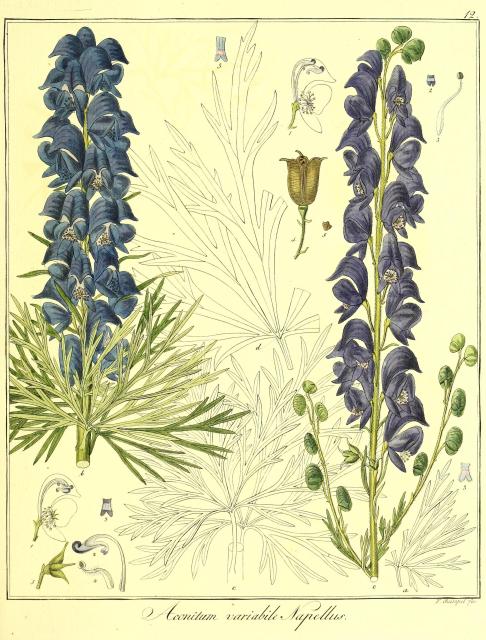 Vol. 12. Bild 12. Aconitum variabile napellus.