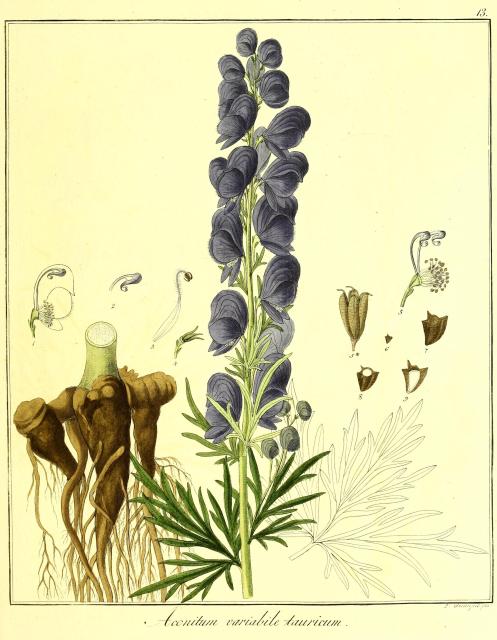 Vol. 12. Bild 13. Aconitum variabile tauricum.