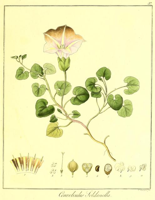 Vol. 12. Bild 37. Convolvulus soldanella.