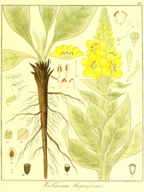 Vol. 12. Bild 39. Verbascum thapsiforme.