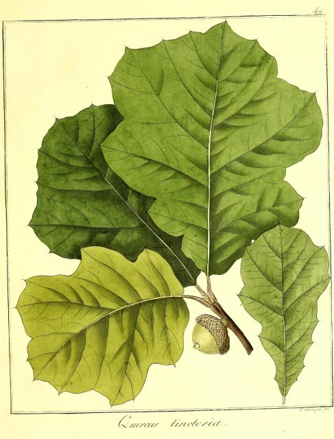 Vol. 12. Bild 46. Quercus tinctoria.