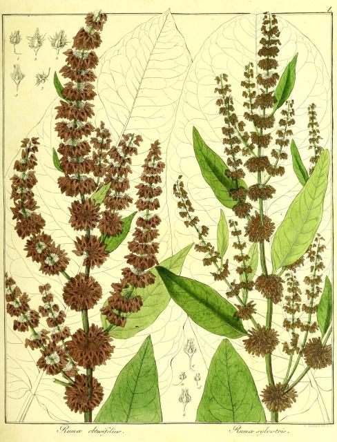 Vol. 13. Bild 01. Rumex obtusifolius.